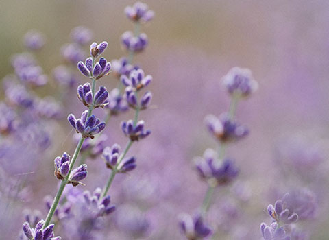 Lavanda